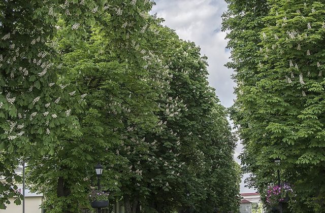 Алея курортного парку