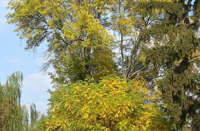 Осінь у курортному парку
