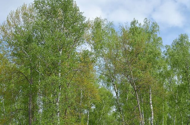 Берези курортного парку