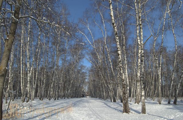 Березовий гай
