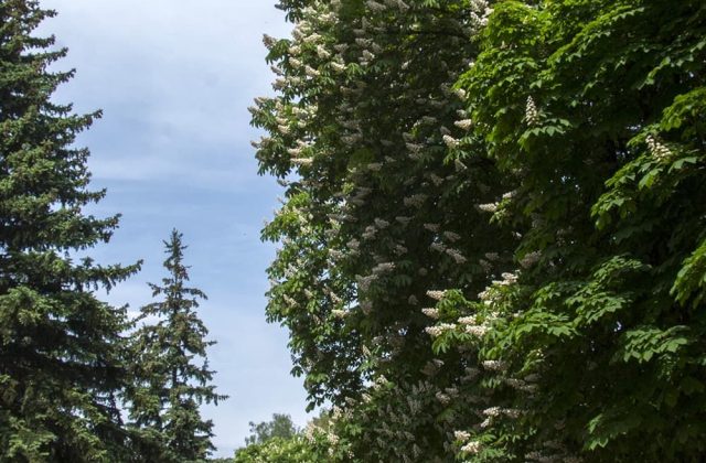 Дерева курортного парку
