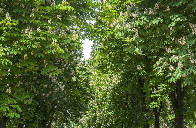 Алея курортного парку