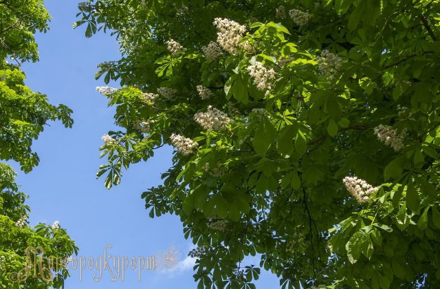 Крони дерев курортного парку