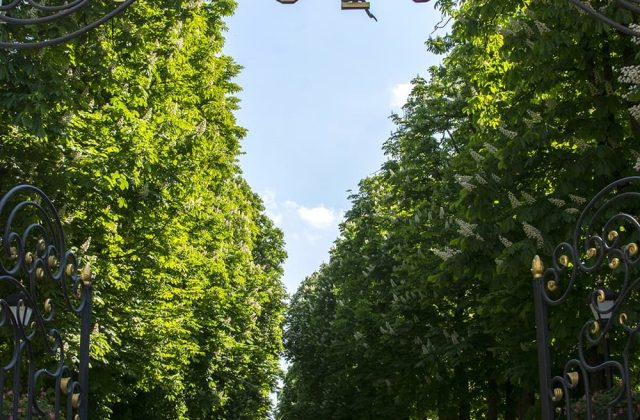 Алея курортного парку