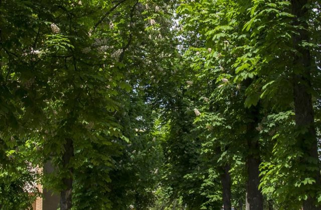 Алея курортного парку
