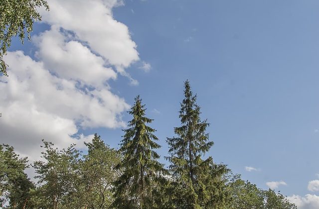 Хвойні дерева парку