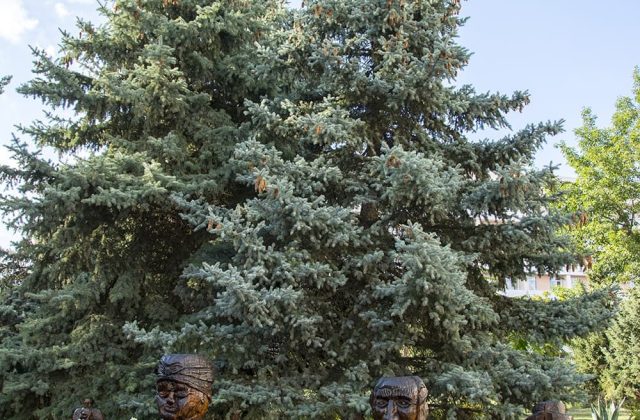 Ялини біля корпусу